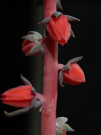 Archivo:Crassulaceae Echeveria racemosa (4)