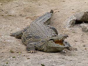 Archivo:Crocodylus - Crocodile - Krokodil - 01