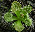 Drosera whittakeri Darwiniana