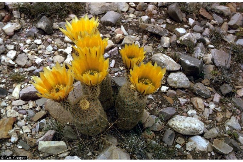E. dasyacanthus 5