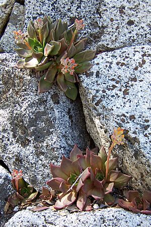 Archivo:Echeveria-on-granite-Yosemite