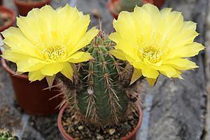 Archivo:Echinopsis haematantha pm 01