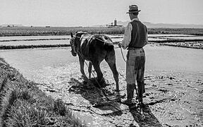 Fanguejar. Alginet, 1952 (País Valencià)