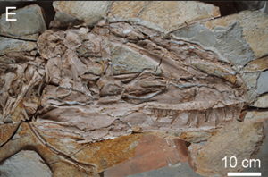 Archivo:Fig 6 yutyrannus