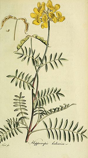 Flora Europaea inchoata (Pl. 55) (6033194500).jpg