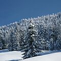 Forests in Alberschwende 2