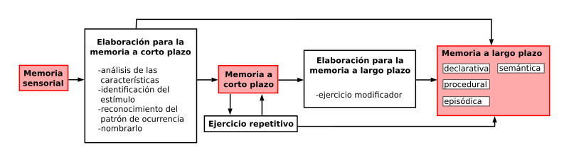 Archivo:Gedächtnis modell.es