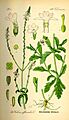 Illustration Verbena officinalis0