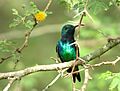 Lepidopyga goudoti (Colibrí de Goudot) - macho (14413874540)