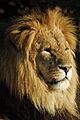 Lion at sundown