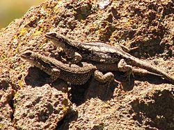 Macho y hembra de Phymaturus payuniae.jpg