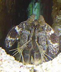 Archivo:Mantis shrimp