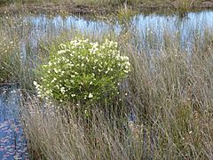 Melaleuca preissiana (habit).jpg