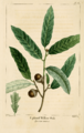 NAS-016 Quercus incana