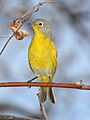 Nashville Warbler