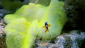Archivo:Nemo clown fish 1