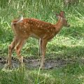 OdocoileusVirginianus2007-07-28fawn