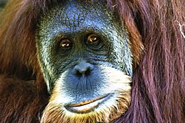 Orangutan 103