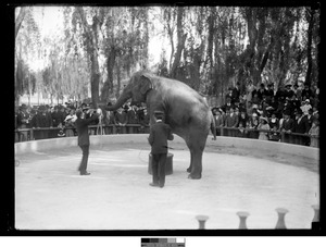 Archivo:Parque Pereira Rossell - 01154FMHGE