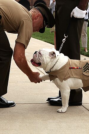 Archivo:Paul Montanus and Chesty USMC-120601-M-RT059-056