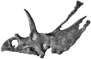 Archivo:Pentaceratops sternbergii holotype AMNH6325