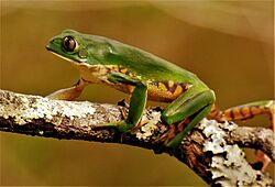 Phyllomedusa iheringii, Uruguay, 2016.jpg