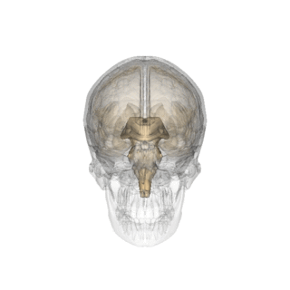 Pineal gland.gif