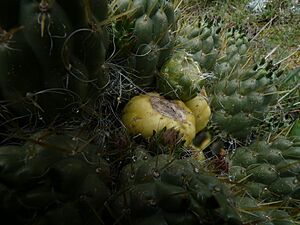 Archivo:Plant 27 d - fruit, Austrocylindropuntia floccosa