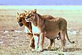 PregnantLioness