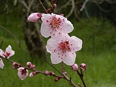 Prunus persica flower