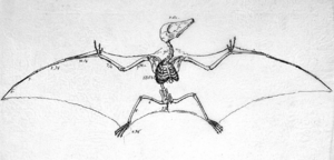 Archivo:Pterodactylus antiquus soemmerring