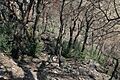 Quercus hypoleucoides resprouting following fire