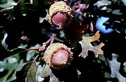 Quercus macrocarpa.jpg