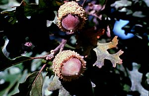 Archivo:Quercus macrocarpa