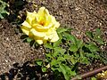 Rosa 'Lourdes Arroyo' F. Ferrer 1994 RPO1