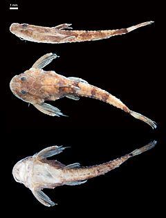 Scoloplax dicra fixed specimen.jpg