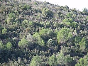 Archivo:Serra Perenxisa extremo W