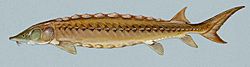 Shortnosed sturgeon fish acipenser brevirostrum (cropped).jpg