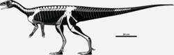 Archivo:Skeletal reconstruction of Saturnalia tupiniquim