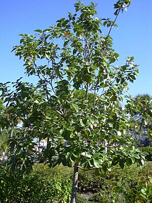 Archivo:Starr 031108-2007 Cordia sebestena