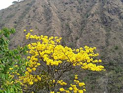 Tabebuia ochracea. Corteza amarilla. Cangrejal de Acosta. Costa Rica.jpg