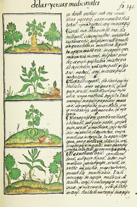 The Florentine Codex- Ethnobotanic Plants I