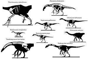 Archivo:Therizinosaur skeletons