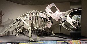 Archivo:Torosaurus (23547625914)