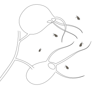 Archivo:Utricularia traps (sketch)