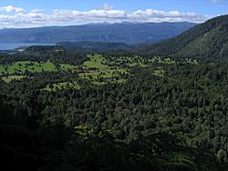 Archivo:View of Puyehue National Park
