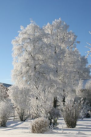 Archivo:Winter in Norway