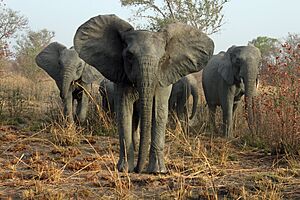Archivo:Éléphants