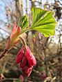 20140307Ribes sanguineum1
