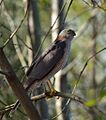 Accipiter cirrocephalus -Brisbane, Queensland, Australia-8
